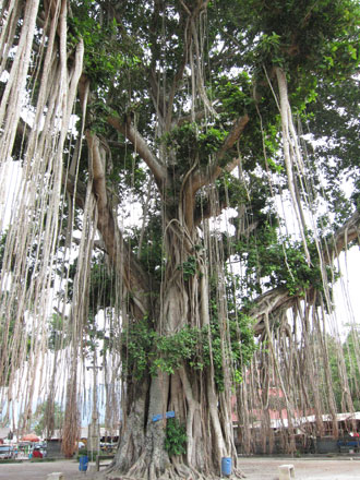 ムンドッ寺院のパワースポット・ガジャマルの木