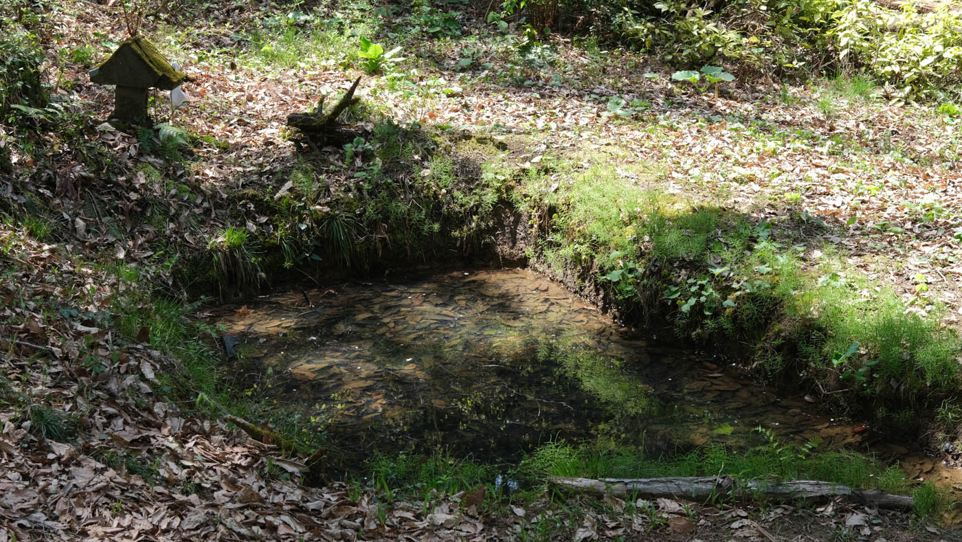 森の中の池