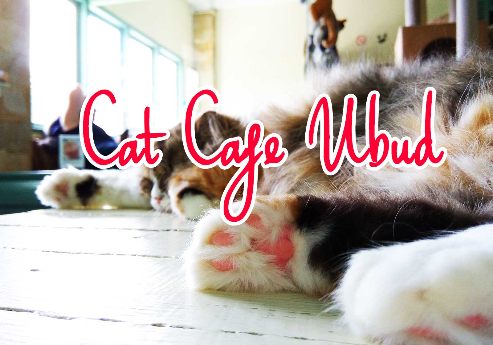 バリ島の猫カフェ(ΦωΦ) で猫をモフモフしまくるために泊まりでウブドに行ってきたにゃ Cat Cafe Ubud